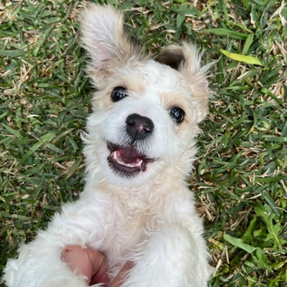 Meet your Posher, Unique